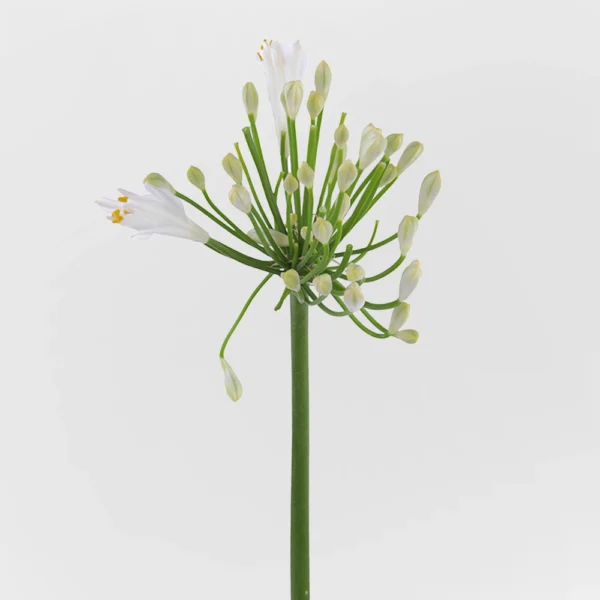 Agapanthus White