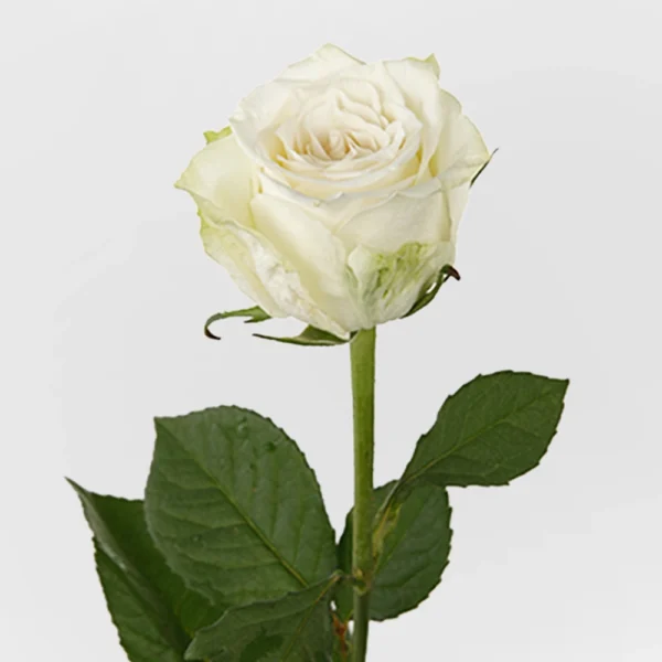 Adalonia