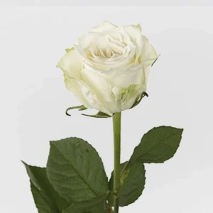 01 8
