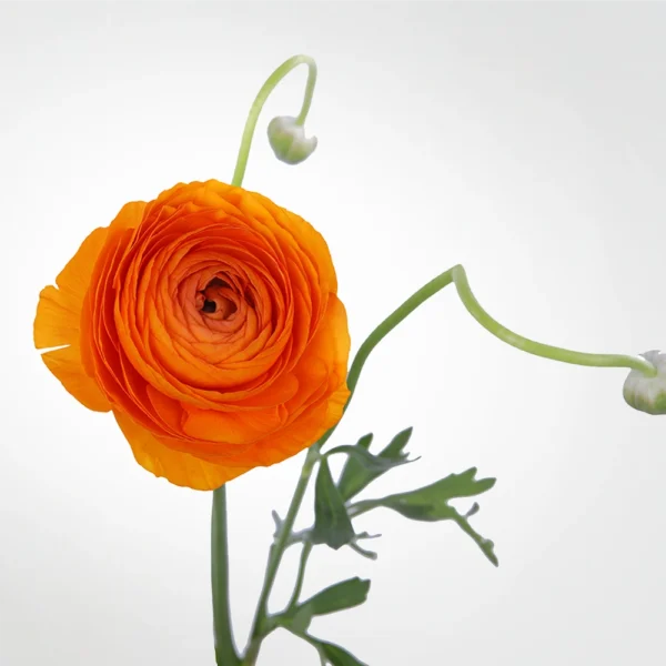 Orange Ranunculus