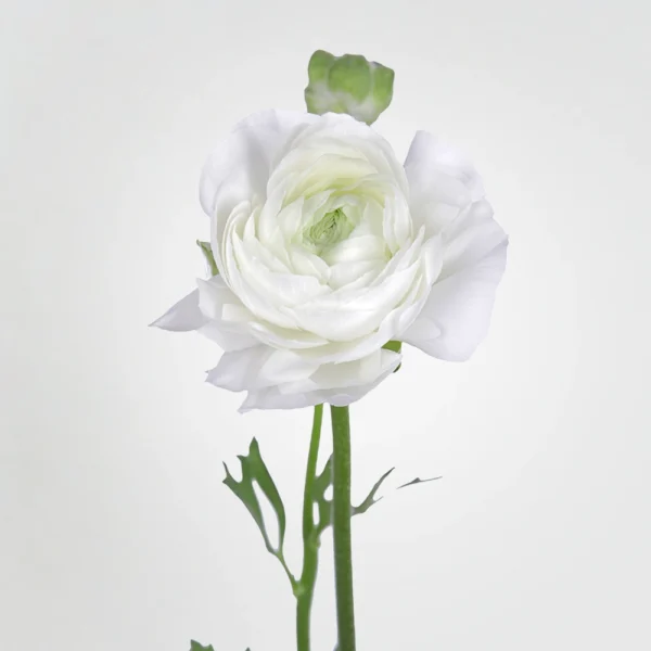 Ranunculus Azore 1 Ranunculus Azore