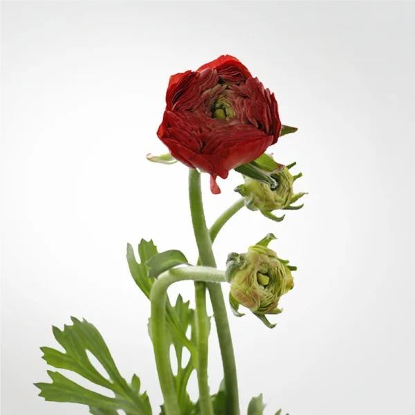 Ranunculus Red