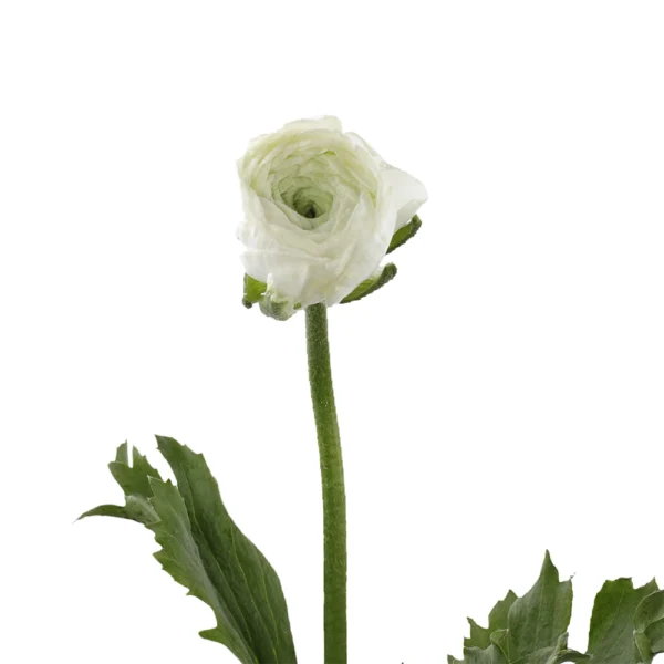 Ranunculus White