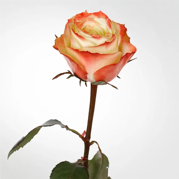 Rose Adventure 1 Rose Adventure