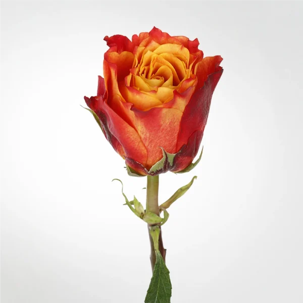 Rose Atomic