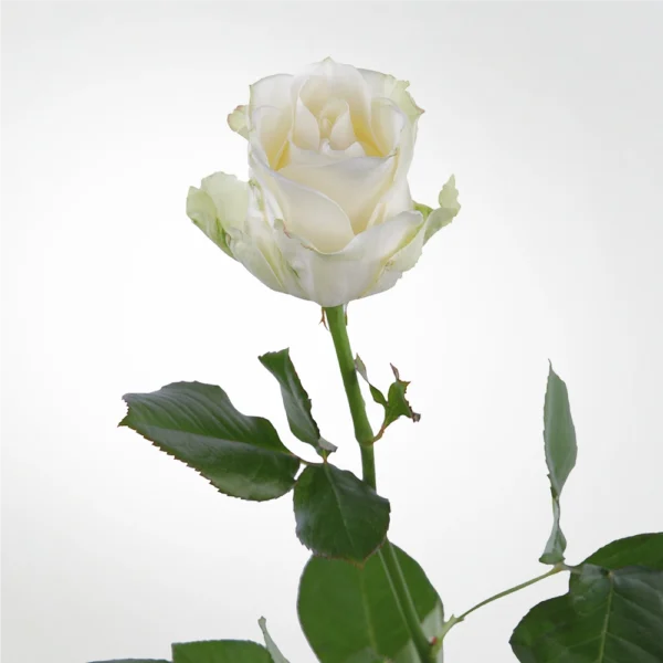 Rose Avalanche White 1 Rose Avalanche White