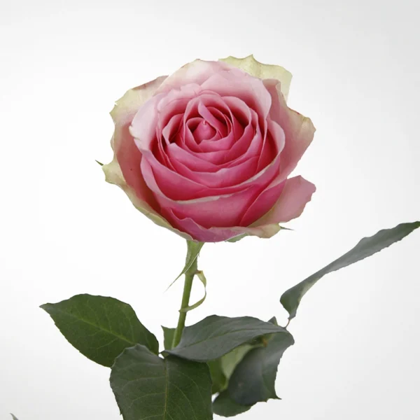 Rose Belle 1 Rose Belle