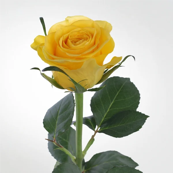 Rose Brighton