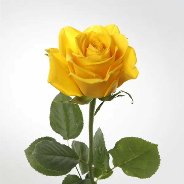 Rose Cleopatra