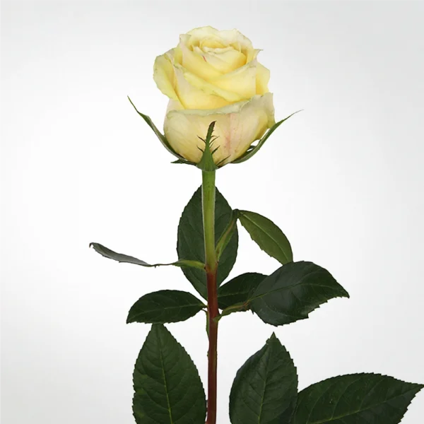 Rose Creamosa
