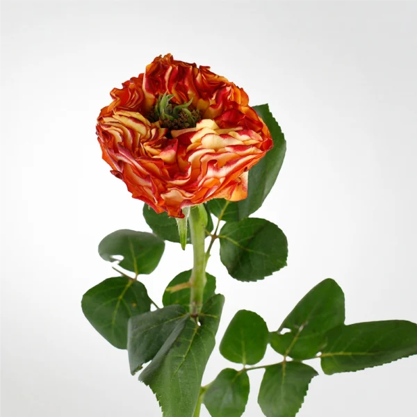 Rose Cubana