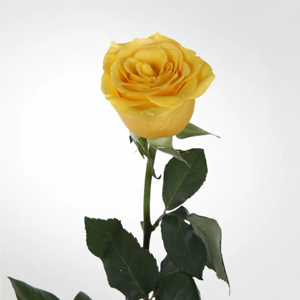 Rose Golden Bird