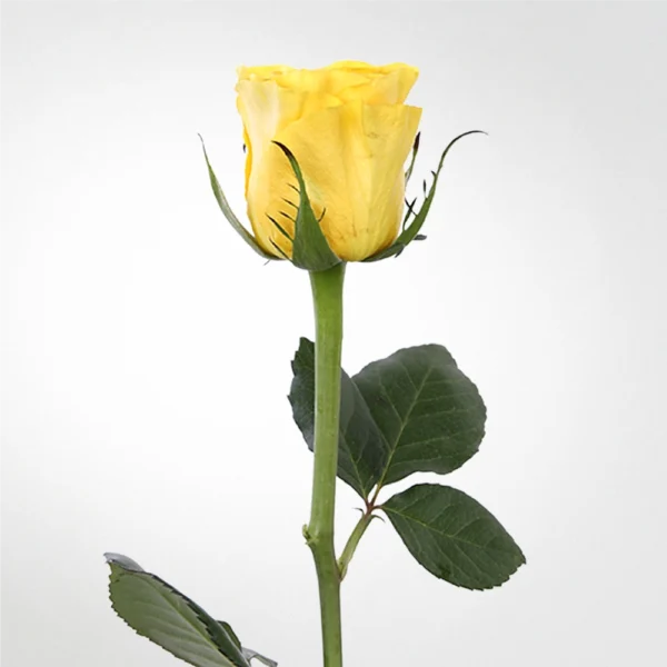 Rose Golden Tower