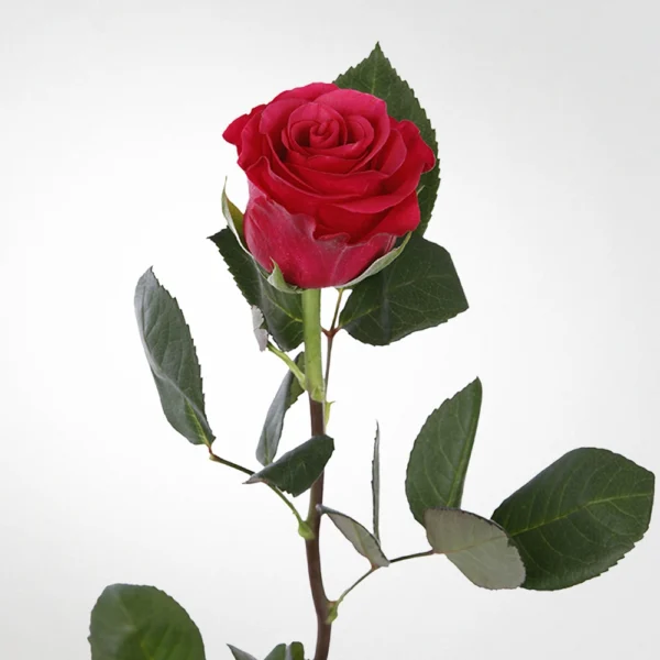 Rose Taccazi