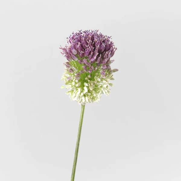Allium