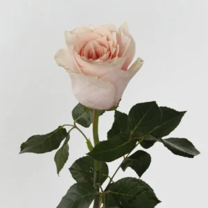 01 8