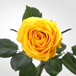 02 29