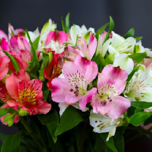 Alstroemeria