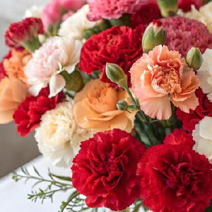 Carnations