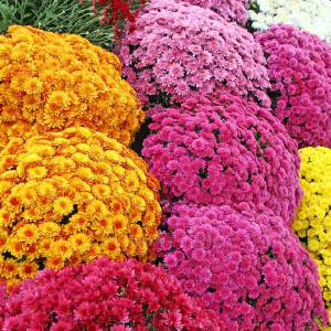 Chrysanthemums
