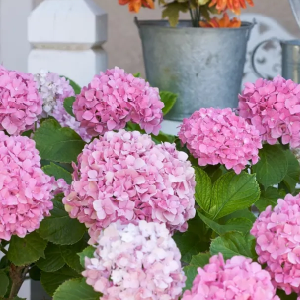 Hydrangeas