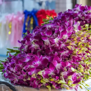 Orchids