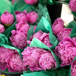 Peonies