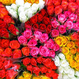 Roses