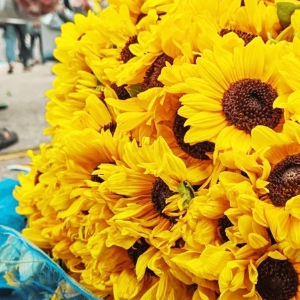Sunflowers