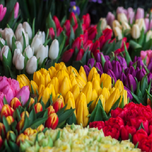 Tulips